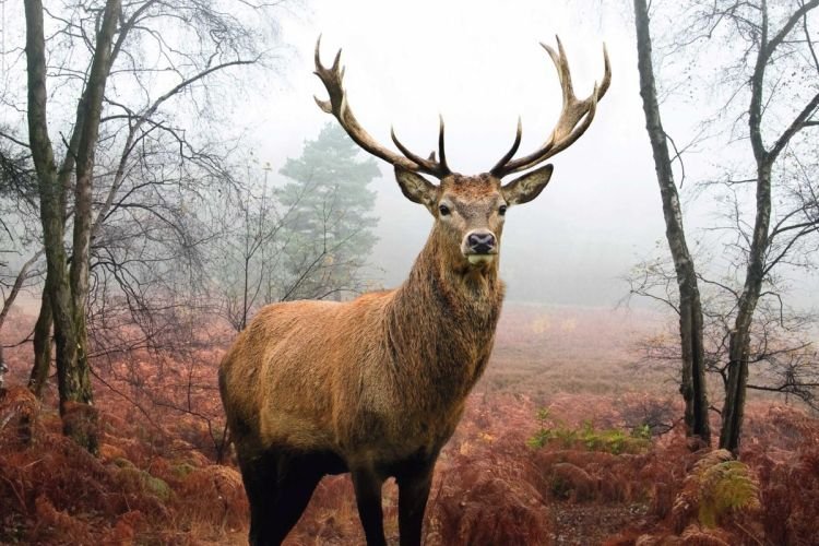 Reinders Wandbild \'\'Fauna Flora Deer\'\' 60x90 cm | billi &