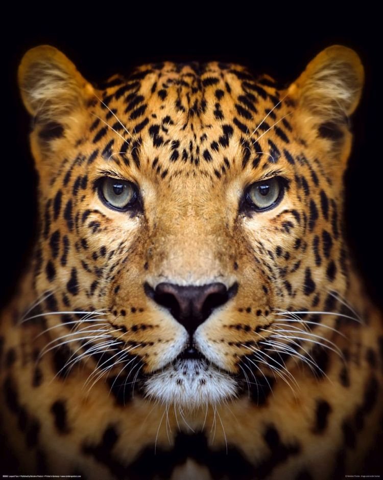 Reinders Wandbild 40x50 \'Blue Eyed Leopard\' , 84942 | billi &